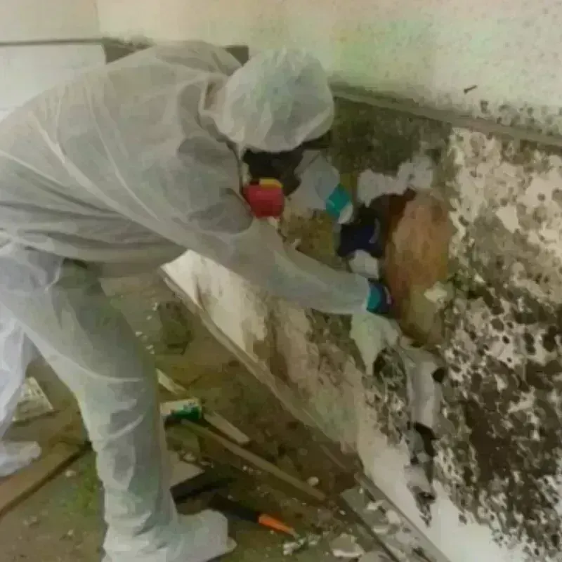 Mold Remediation and Removal in East Milton, FL